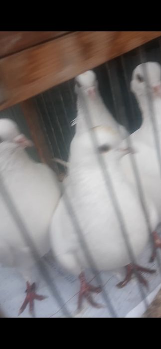 Голуби бакинцы,белые,вызрослые.