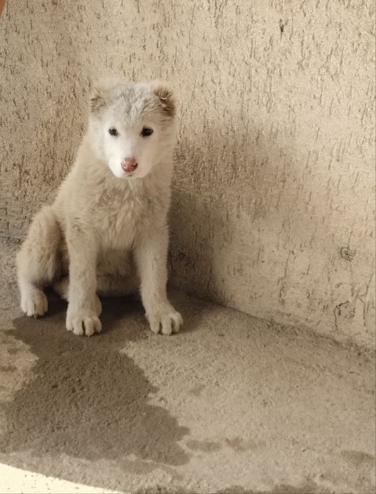 СРОЧНО ПРОДАМ Сао ұрғашы девочка 3 жарым аи Алматы облс