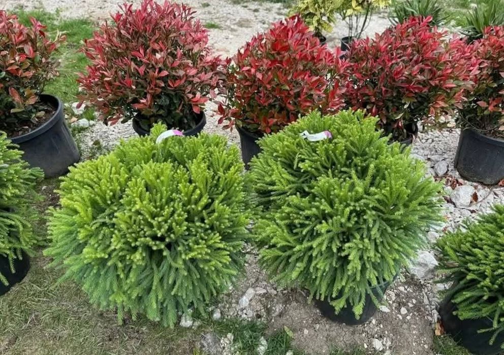 Plante ornamentale
