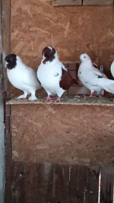 Vând porumbei  diferite rase