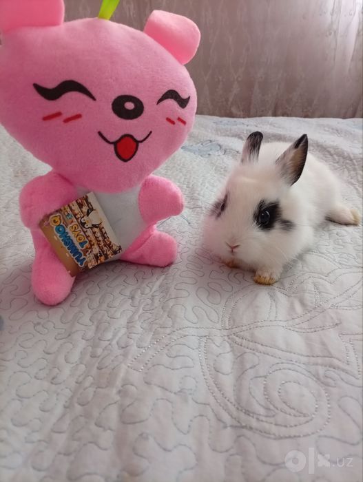 Angora samka zotli quyon 2 oylik 350000 qiberaman oqati bilan