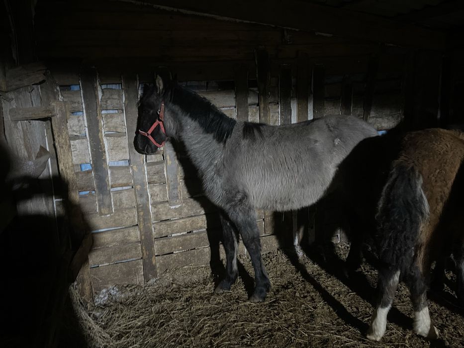 Жабағылар Сатылады