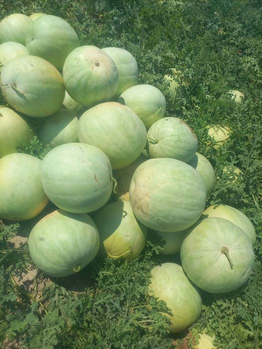 Продам семена белого арбуза