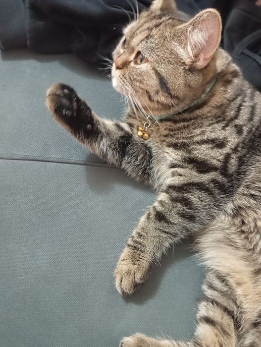 Suratda qizil sochli tukli mushuk paydo boldi