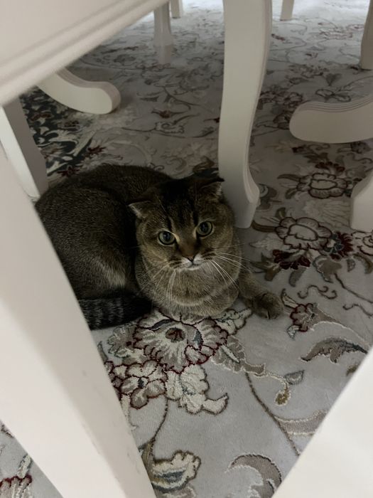 Отдаем котенка в хорошие руки