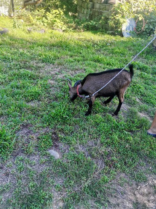 Vând 2 capre, un țap și 2 iezi ,alpini francezi