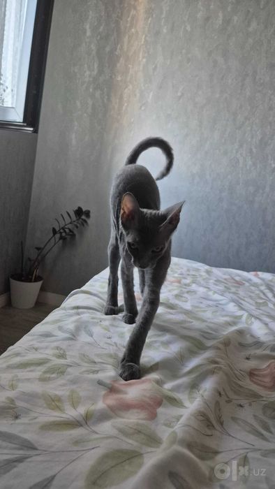 Продам котика сфинкс браш
