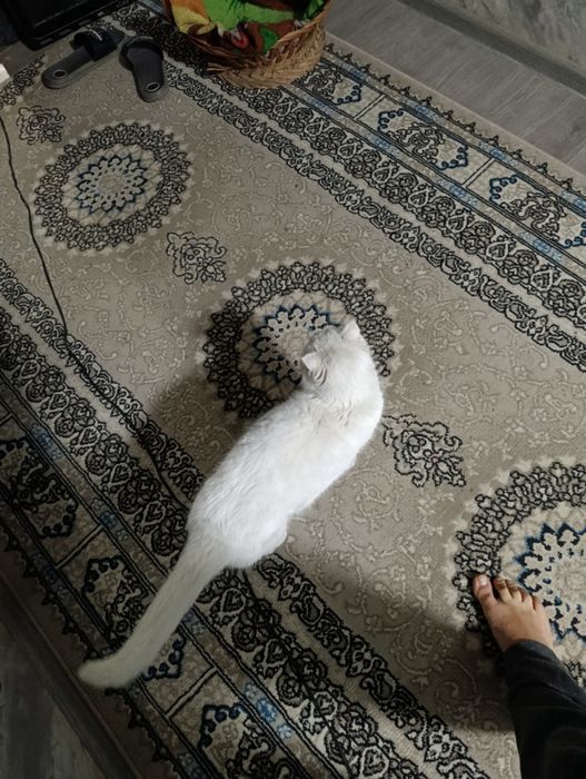 Skotish mushuk sotiladi