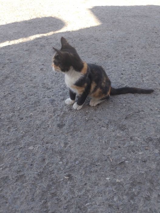 Подарявам котета