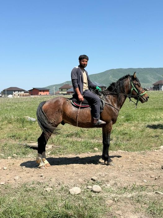 Айгыр жеребец полутяж