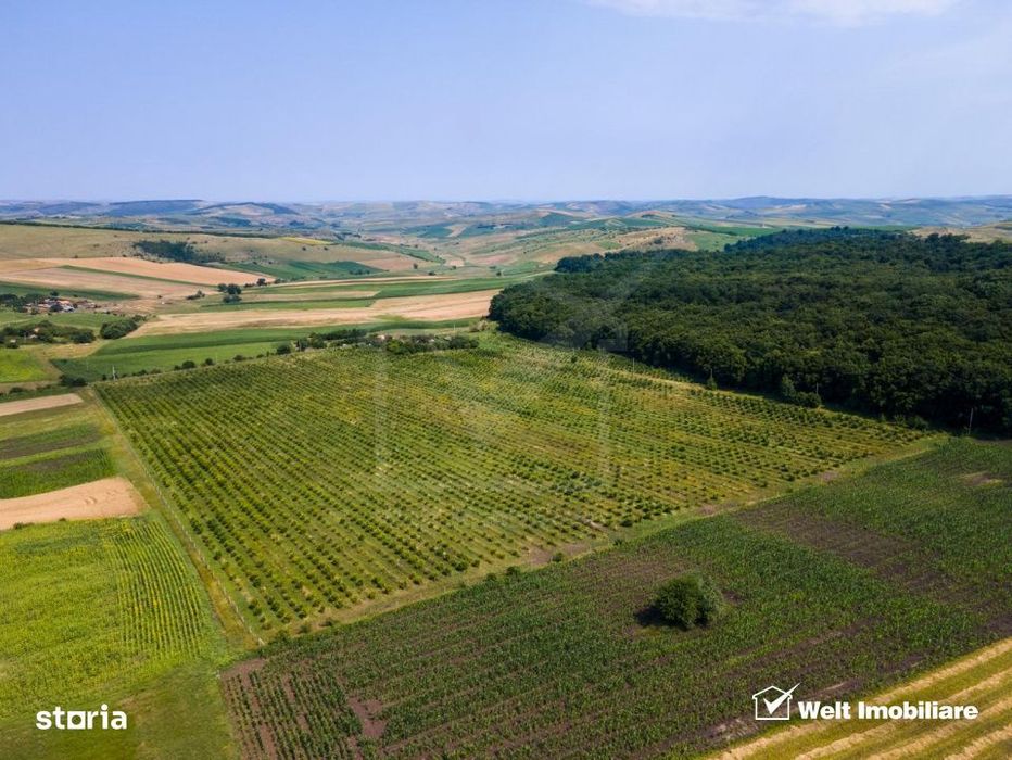Teren nucifer cu plantatie de aluni, sat Frata, jud. Cluj