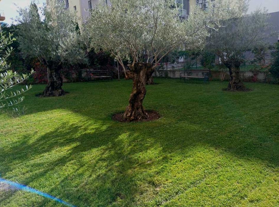 Озеленяване поддръжка