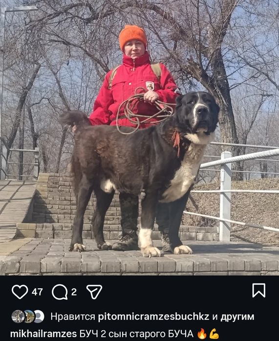 Шикарный щенки Алабая