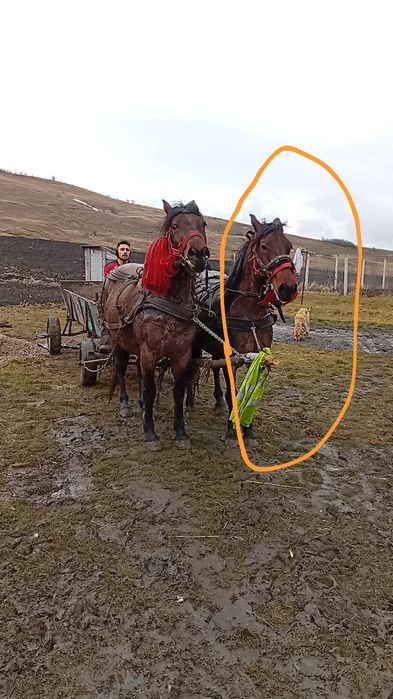 De vânzare iapă  cei încercuită de 9/10 ani