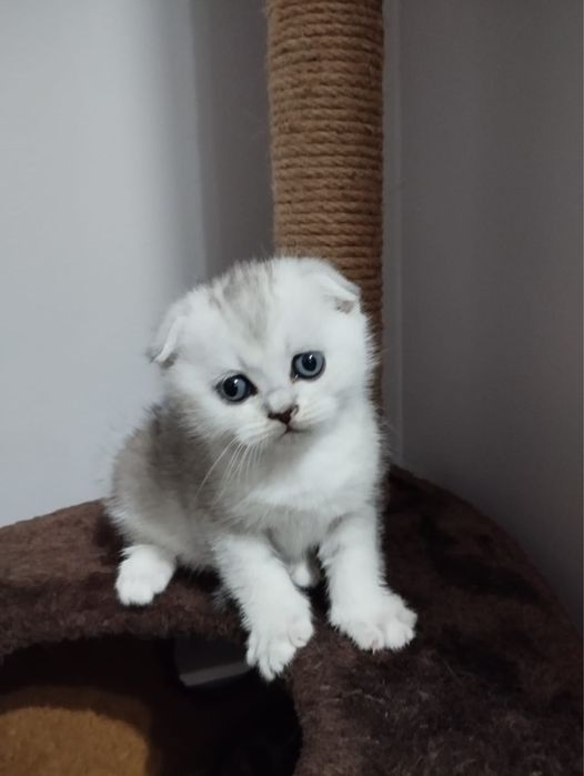 Котята Scottish Fold & Straight