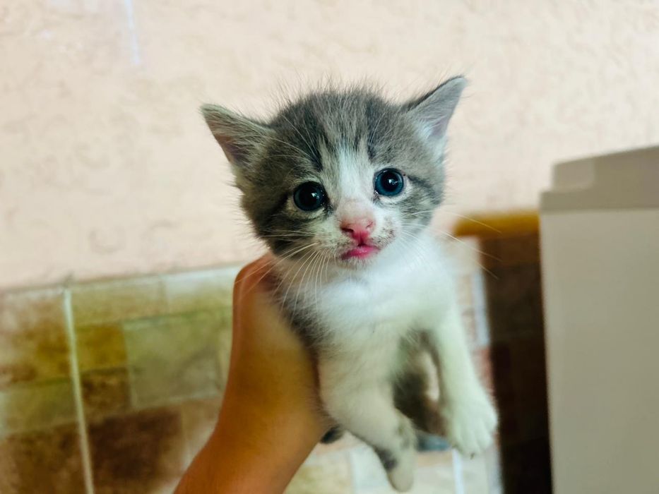 Отдам котят в добрые руки