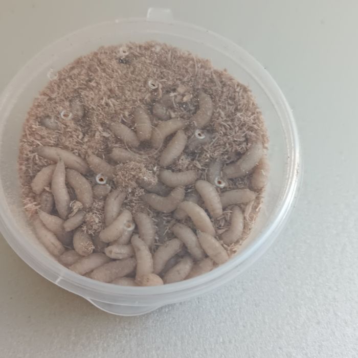 Опарыш местный для рыбалки