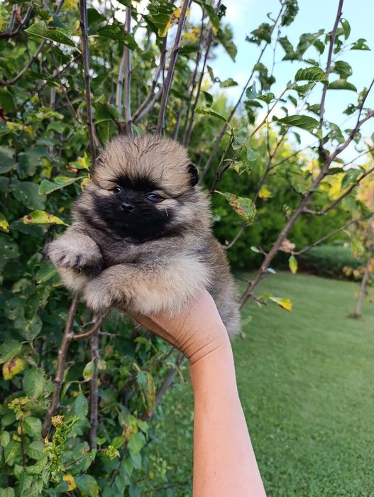 Pomeranian mini toy