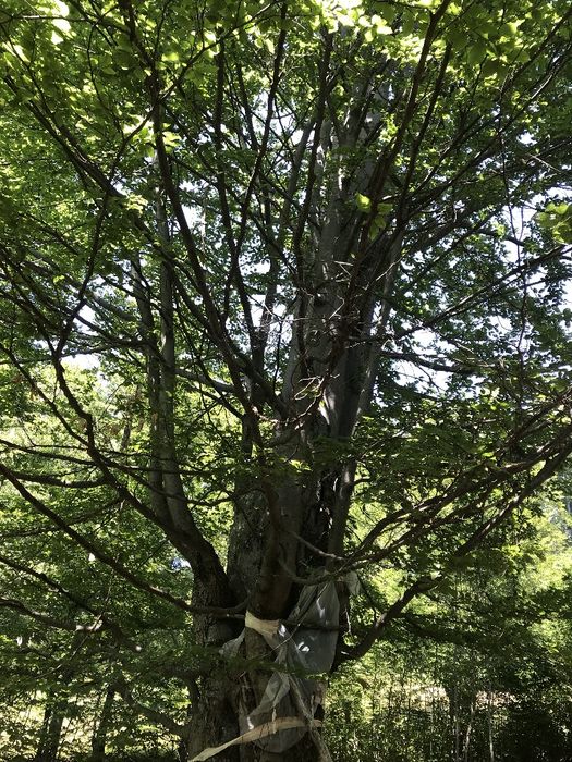 Teren intravilan 649 mp – Zona Rusu, la marginea pădurii