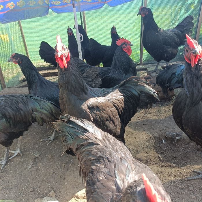 Vând/schimb cocoși Australorp negru