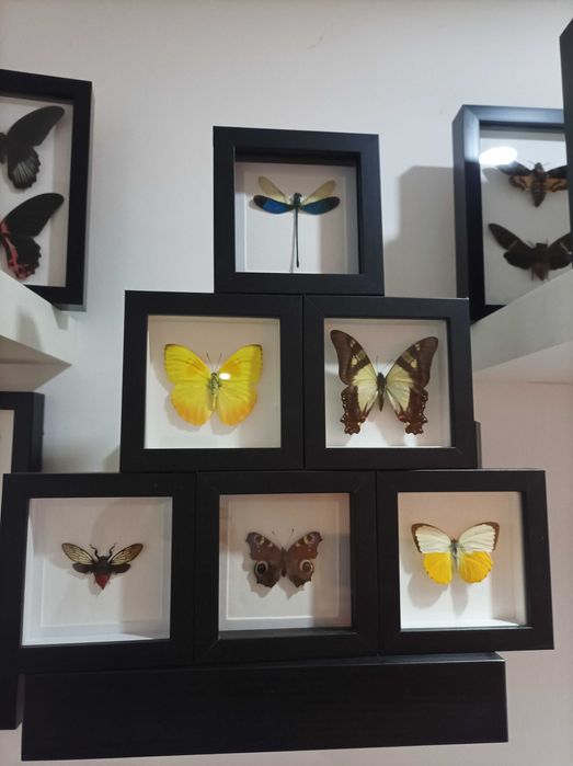 Пеперуди в рамка