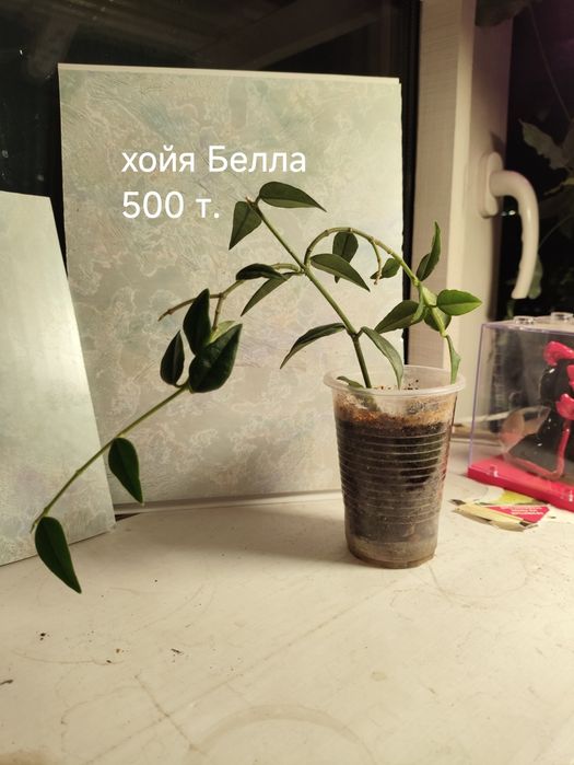 Комнатные, красивые цветы