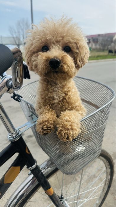 Вязка.Кабель.Мальтипу