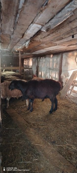 Продам баранов, 2.5 года и 1 год, здоровые