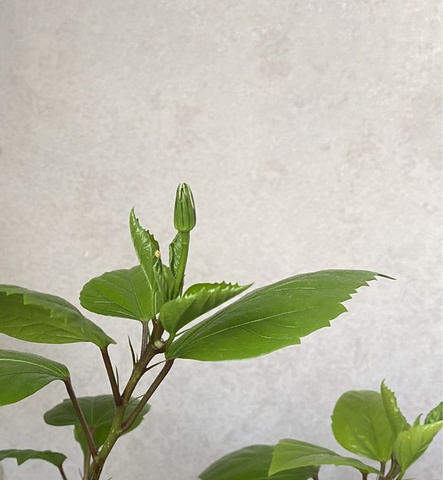 Роза цветок, Раушан гүлі