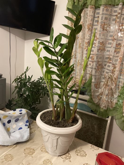 Комнатные цветы продам