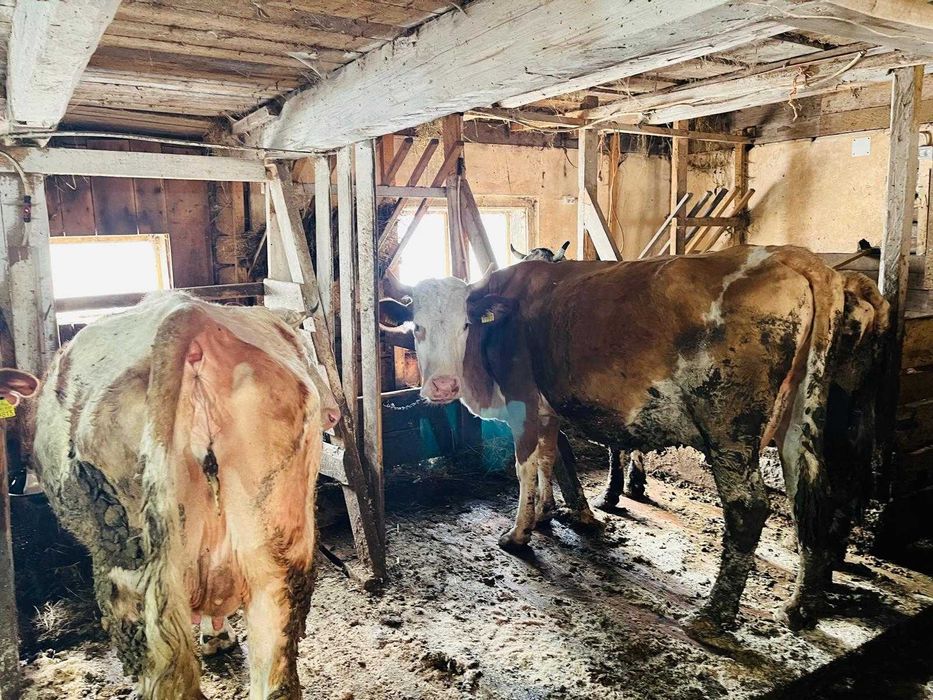 Vand vaci rasa Baltata Romaneasca.