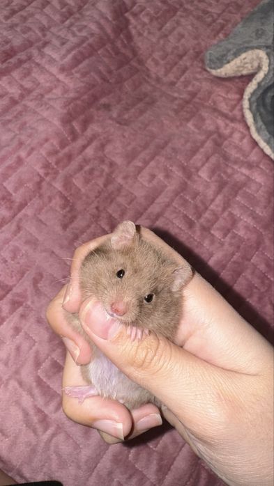 Хомяки ,4 шт , 3 девочки 1 малчик