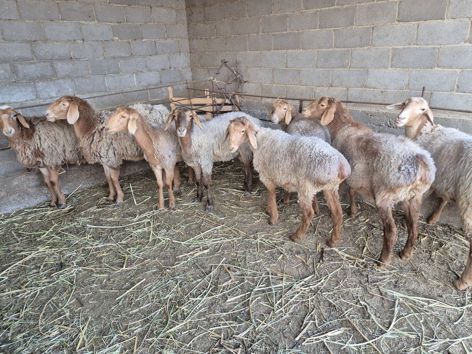 Бордақыланған саулық тоқтылар