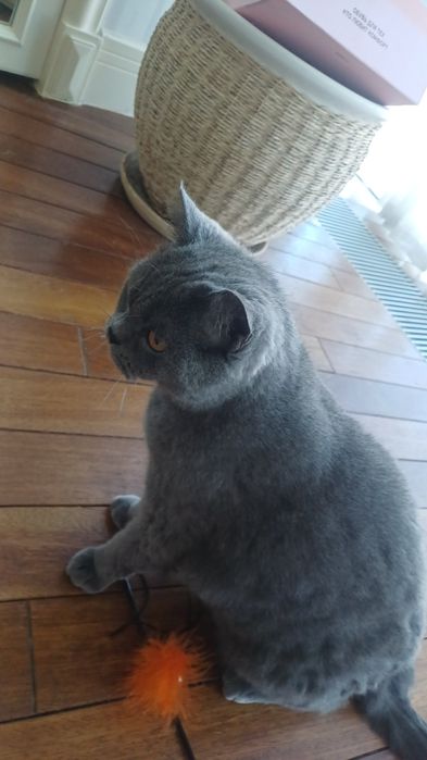 Британская кошка