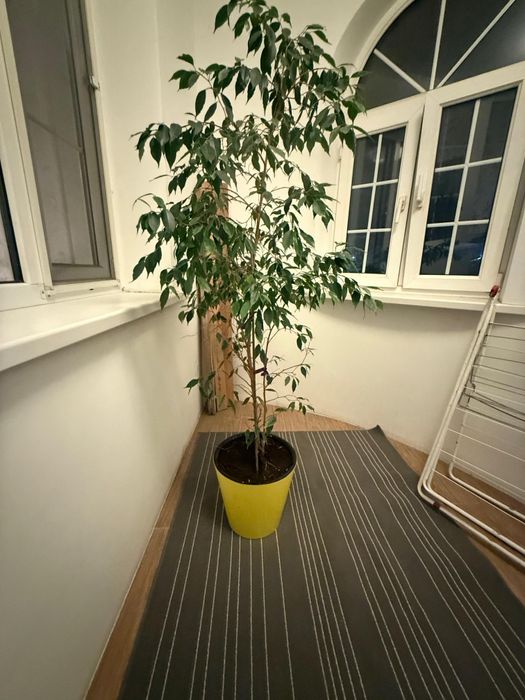 Продам комнатные цветы