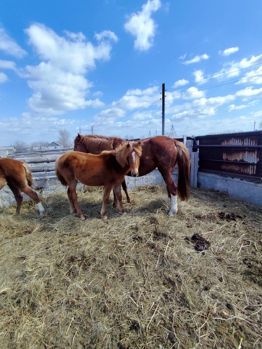 Продам кобылу и 2 жеребят