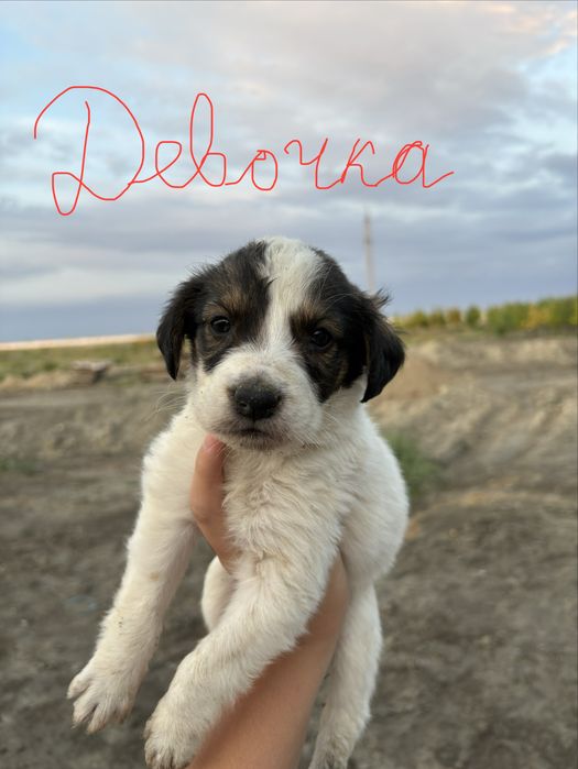 Продам щенят алабая