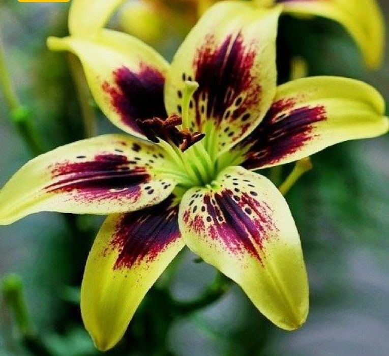 Bulbi crini asiatici,10 culori