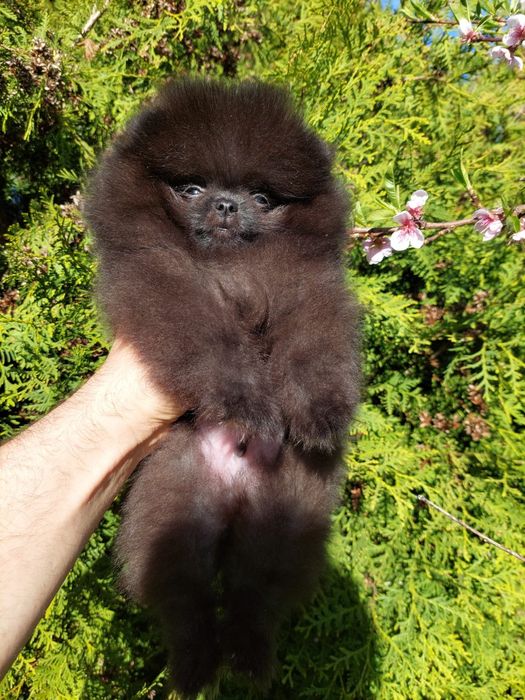 Mascul Pomeranian cu pedigree ACHR