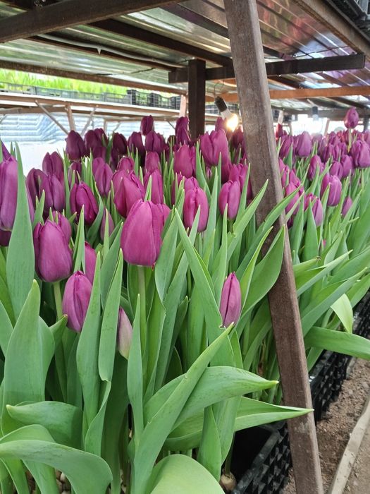 Продам тюльпаны  оптом