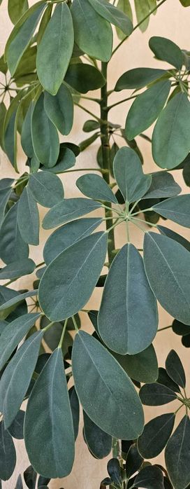 Комнатное растение Шеффлера  1,65 м