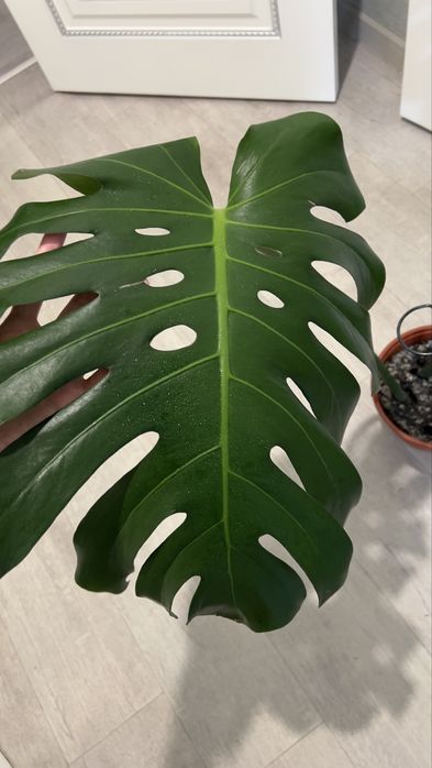 Монстера цветок лиана