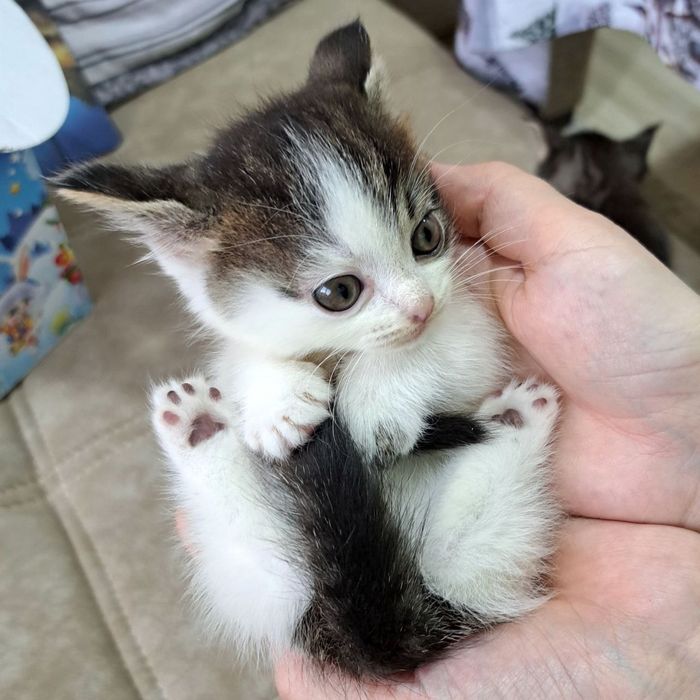 Манчкин-крошки котята