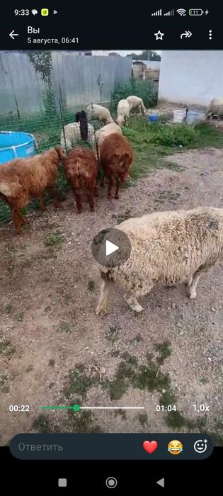 Продам бараны.  Қозы,  қойлар сатамын