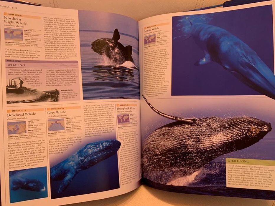 Enciclopedie scolara album  Ocean/ Oceane  editura DK