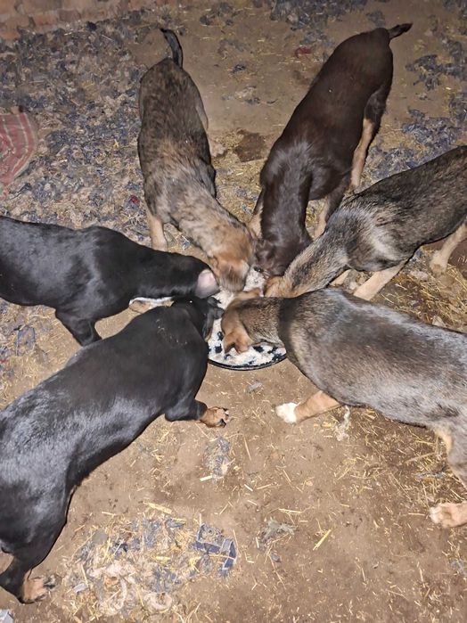 Подарявам кучета