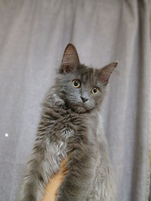 Котик в добрые руки