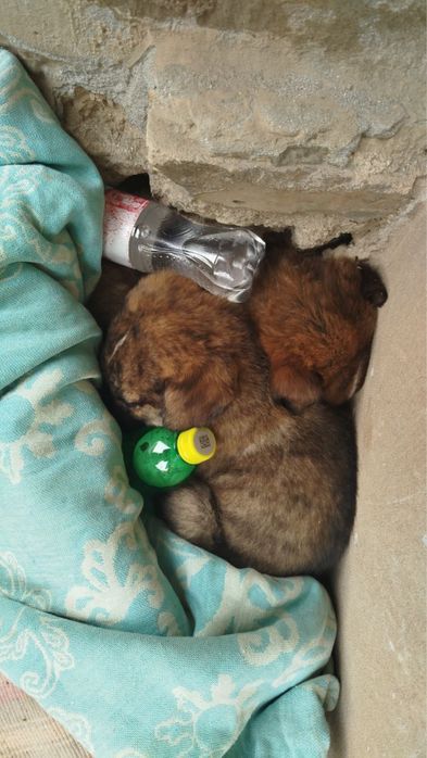 Двое щенят, в добрые руки