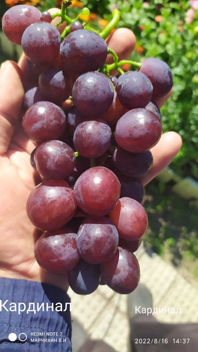 Саженцы винограда