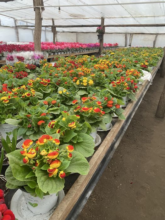 Vand ciclamen 15 lei